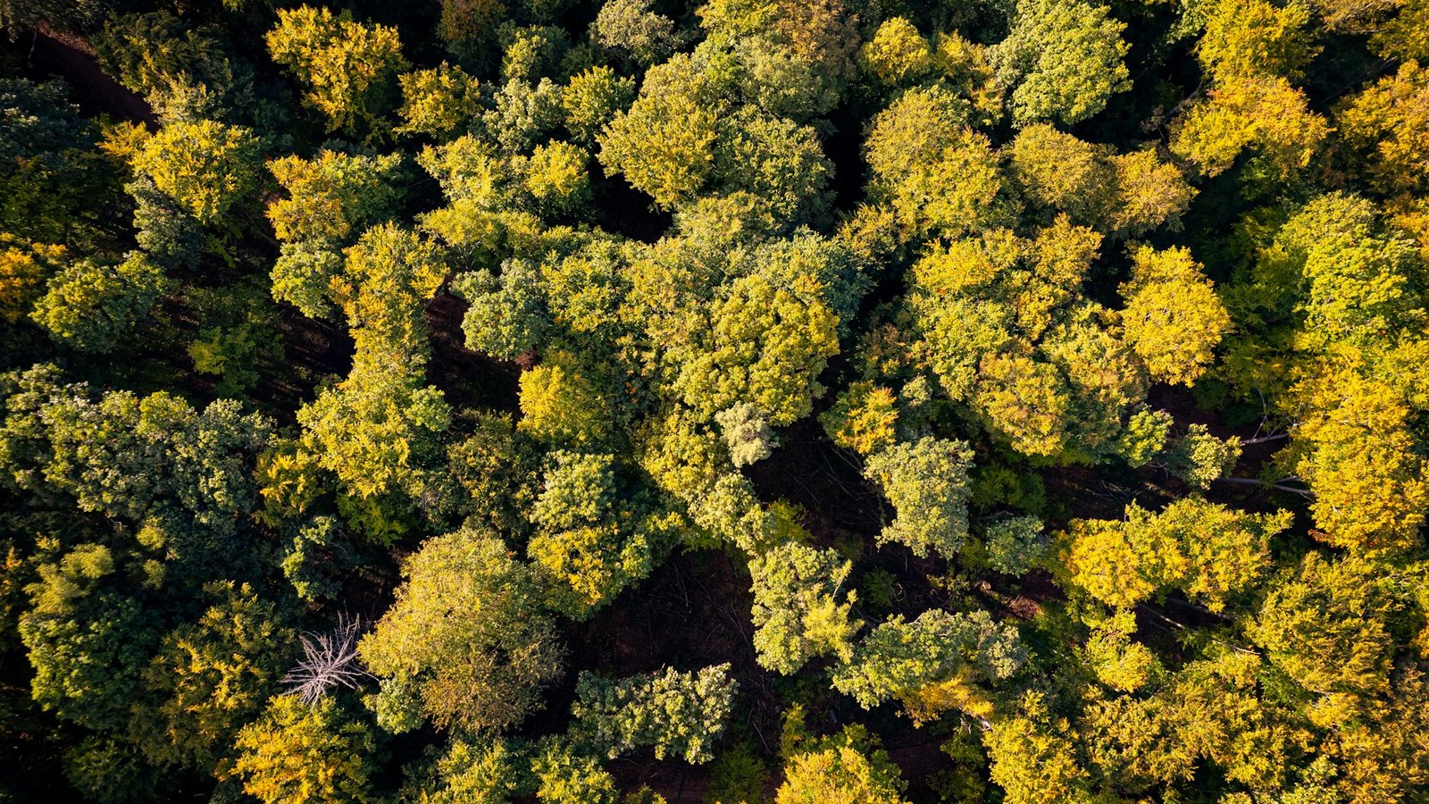 Vista de un bosque, fotografía de contexto sobre absorciones de carbono y gestión del territorio